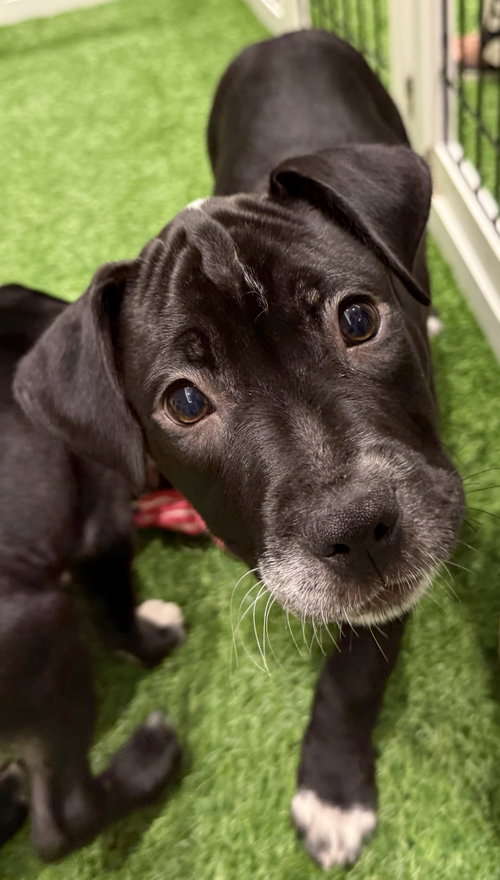 Rick Castle FH, an adoptable Terrier in Sanford, FL