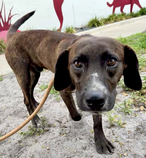 Barley, an adoptable Beagle in Sanford, FL