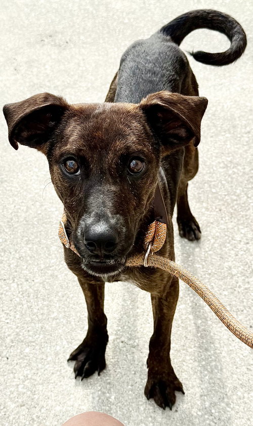 Hops - Training Camp, an adoptable Beagle in Sanford, FL
