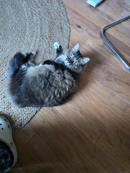Molly, an adoptable Domestic Long Hair in Sanford, FL