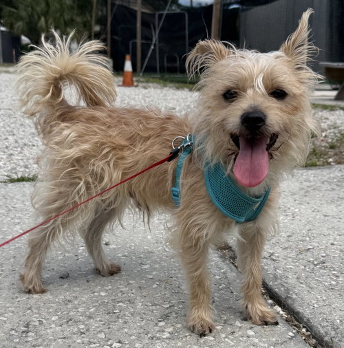 Kobe, an adoptable Shih Tzu in Sanford, FL