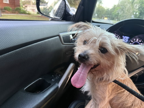 Kobe, an adoptable Shih Tzu in Sanford, FL