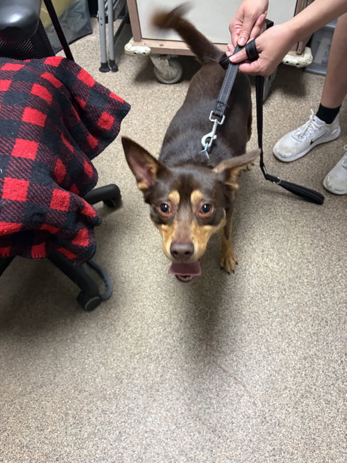 Rolo FH, an adoptable Australian Kelpie in Sanford, FL