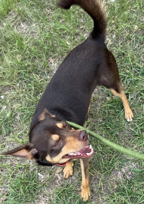 Rolo - Camp Doglando photo 3