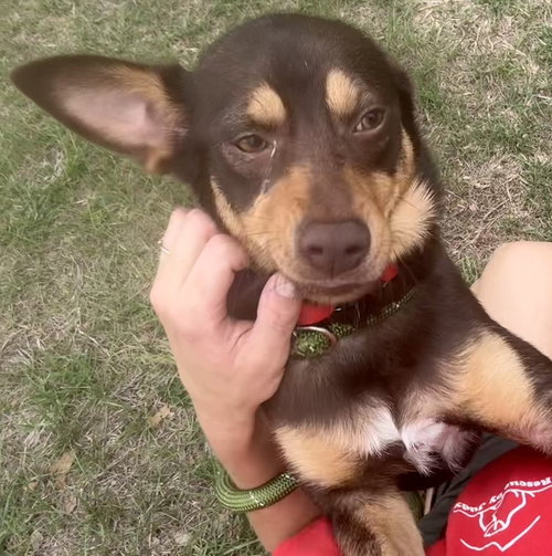 Rolo - Camp Doglando photo 4
