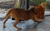 Zoey the Terrier