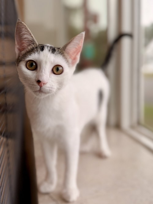 picture of the cat needing adoption