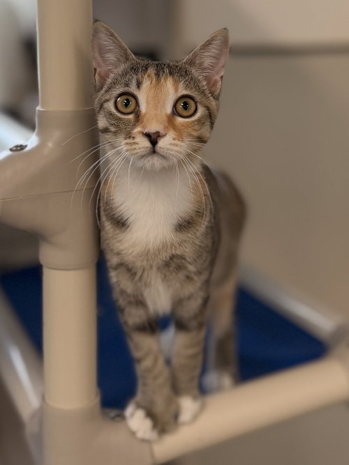 picture of the cat needing adoption