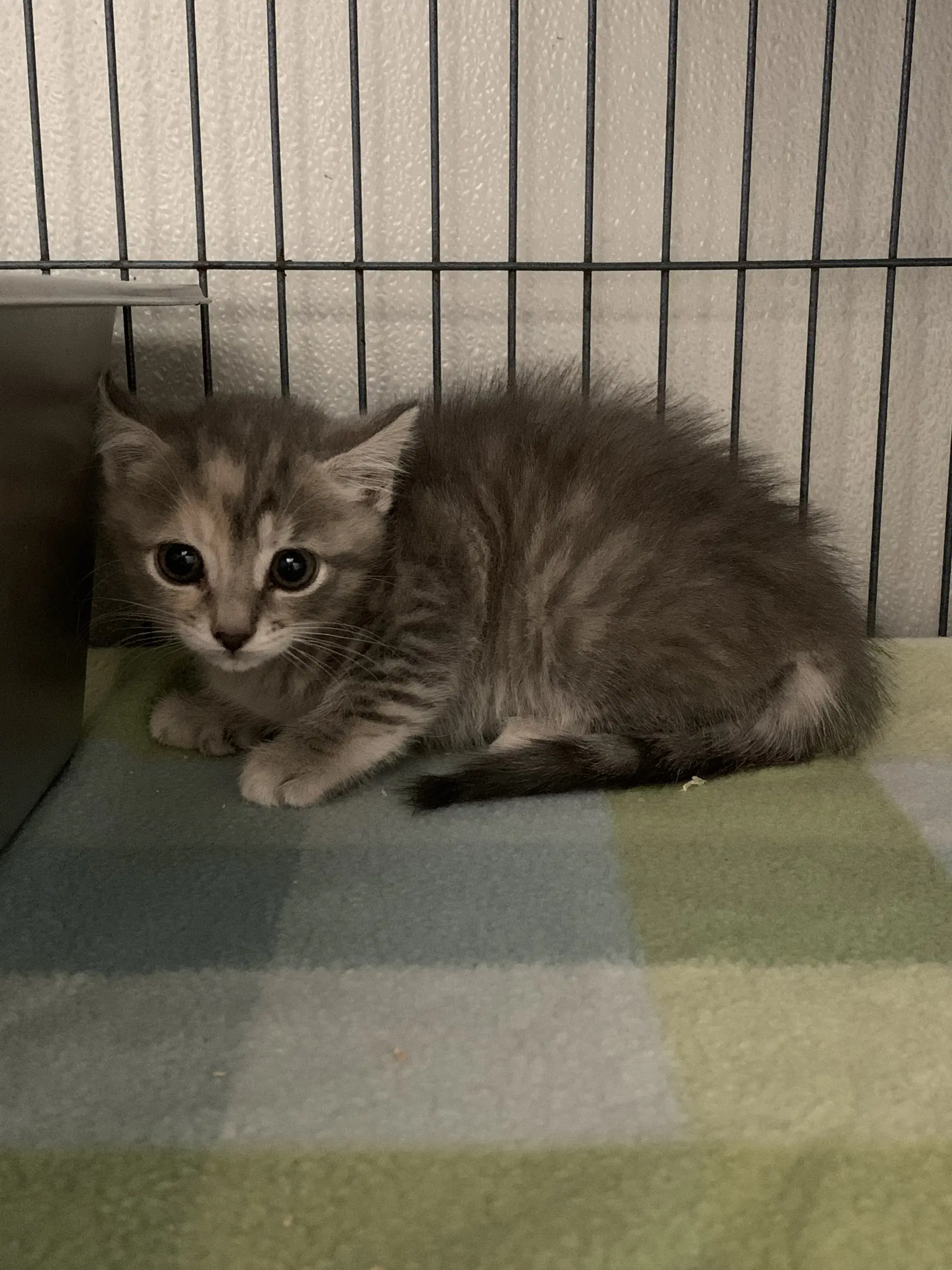 Nixie - Domestic Short Hair