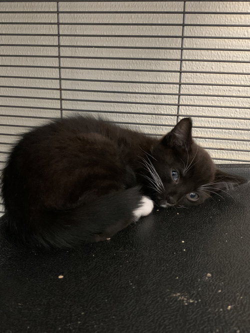 Kona