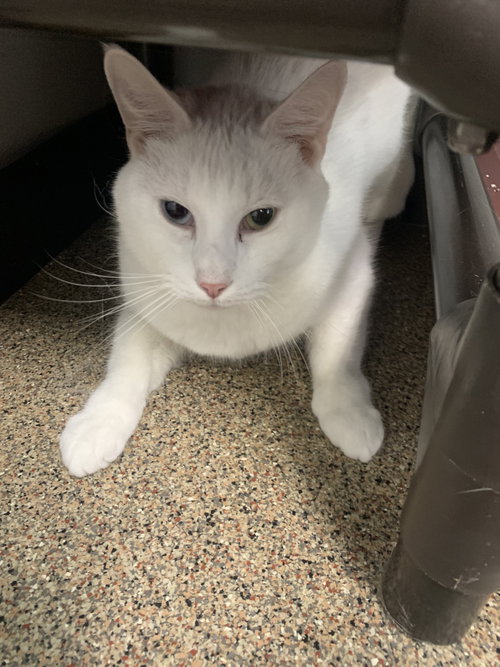 Spot, Adult Domestic Short Hair (short coat), cat for adoption in Sanford, Florida
