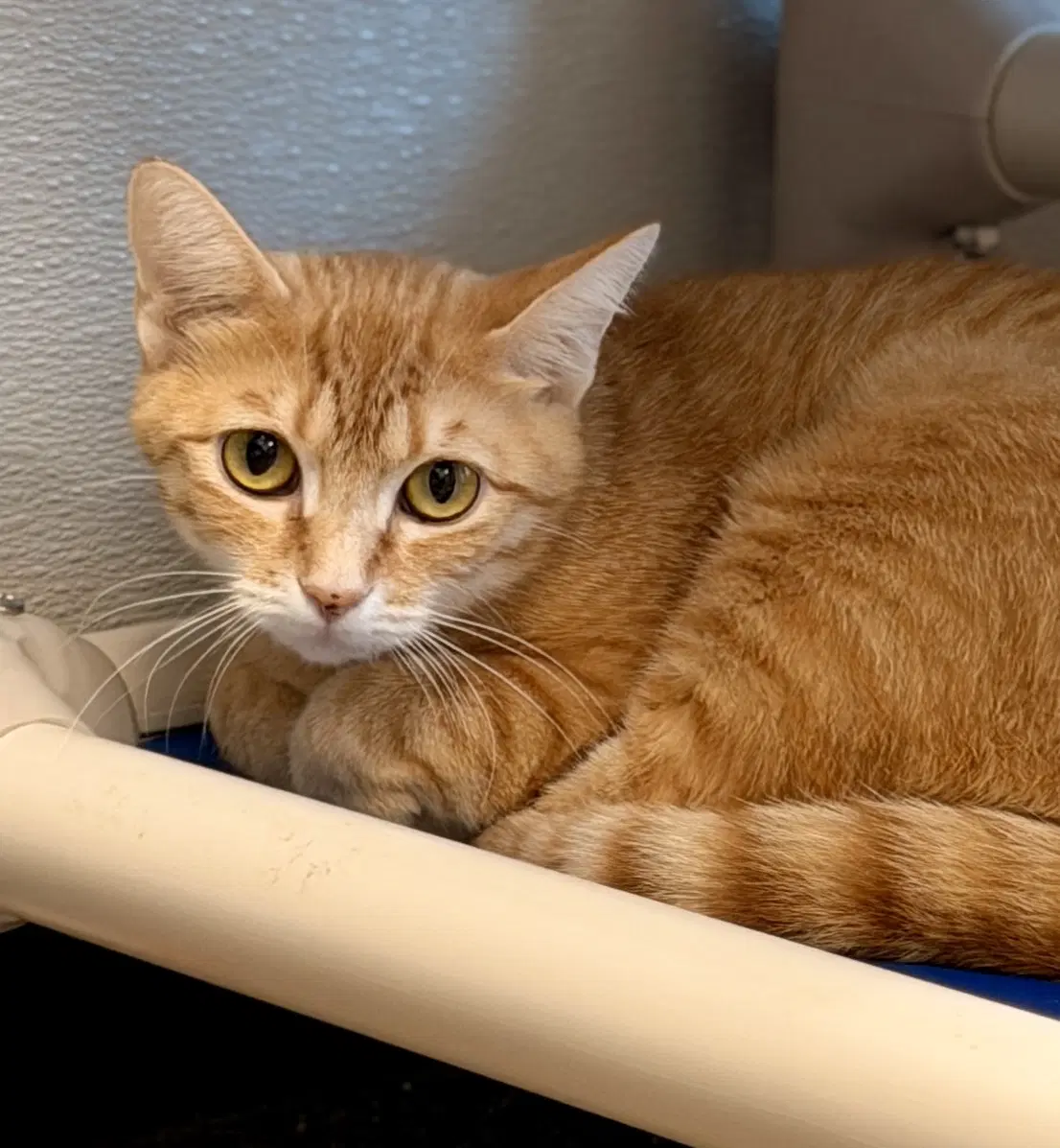 Macadamia - Domestic Short Hair