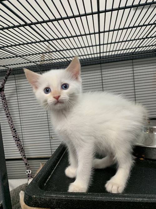 Pistachio photo 2