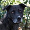 Max a Million the Catahoula