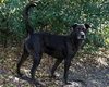 Max a Million the Catahoula