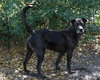 Max a Million the Catahoula