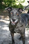 Max a Million the Catahoula