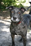 Max a Million the Catahoula