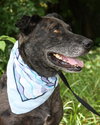 Max a Million the Catahoula