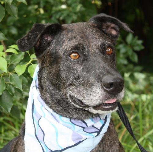 Max a Million the Catahoula