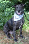 Max a Million the Catahoula