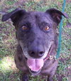 Max a Million the Catahoula