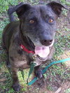 Max a Million the Catahoula