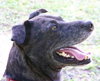 Max a Million the Catahoula