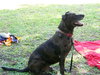 Max a Million the Catahoula