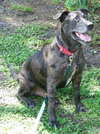 Max a Million the Catahoula