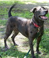 Max a Million the Catahoula