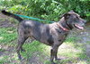 Max a Million the Catahoula