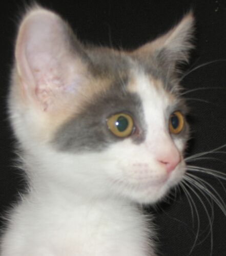 Penelope