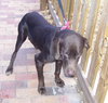 Hershey Girl