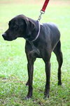 Hershey Girl