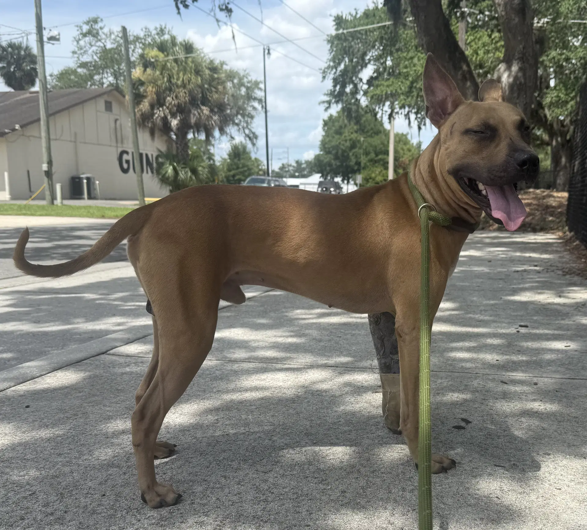 Garrett - Black Mouth Cur