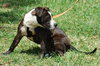 Katara the Terrier