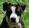 Katara the Terrier