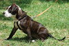Katara the Terrier