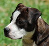 Katara the Terrier
