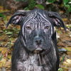Clover the Shar Pei Puppy (VIdeo)