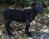 Clover the Shar Pei Puppy (VIdeo)