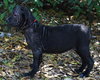 Clover the Shar Pei Puppy (VIdeo)