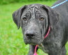 Clover the Shar Pei Puppy (VIdeo)