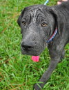 Clover the Shar Pei Puppy (VIdeo)