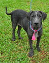 Clover the Shar Pei Puppy (VIdeo)