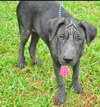 Clover the Shar Pei Puppy (VIdeo)