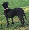 Clover the Shar Pei Puppy (VIdeo)