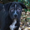 Shamrock the Family loving Lab Mix