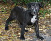 Shamrock the Family loving Lab Mix